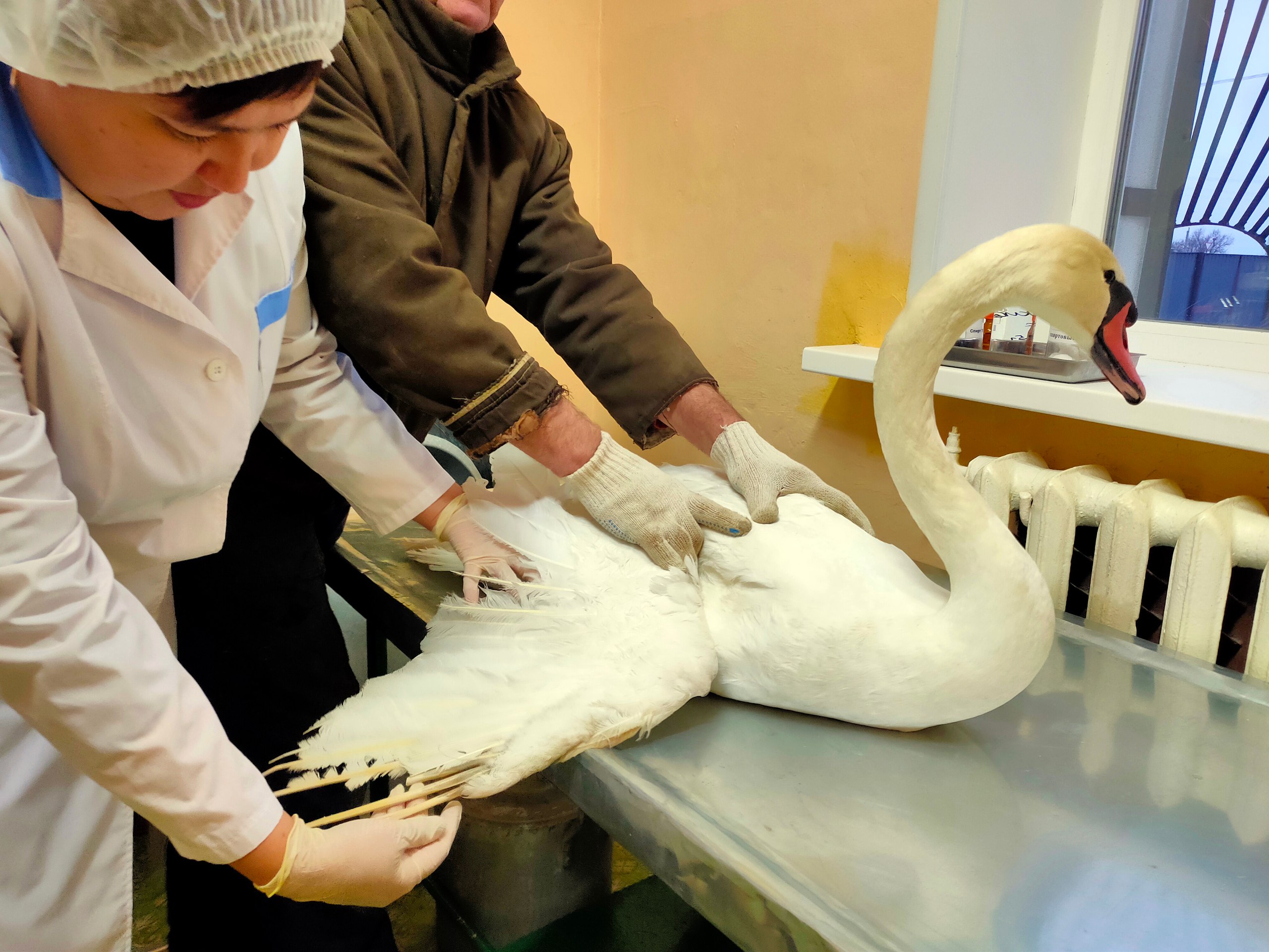 Саратовские ветеринары спасли лебедя, едва не погибшего от удара током Саратовские ветеринары спасли лебедя, едва не погибшего от удара током